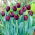 Tulipan Blackjack - 5 szt.
