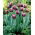 Tulipan Jackpot - duża paczka! - 50 szt.
