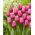Tulipan Louvre - 5 szt.