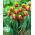 Tulipan Residence - 5 szt.