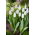 Tulipan White Dynasty - GIGA paczka! - 250 szt.