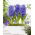 Hiacynt Blue Pearl - GIGA paczka! - 150 szt.