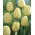 Tulipan Ivory Floradale - duża paczka! - 50 szt.