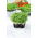 Microgreens – Kapusta mizuna - młode listki o unikalnym smaku - 1000 nasion