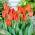 Tulipan Fidelio - GIGA paczka! - 250 szt.