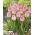 Tulipan First Class - GIGA paczka! - 250 szt.