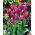 Tulipan Maytime - GIGA paczka! - 250 szt.