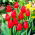 Tulipan Hollandia - GIGA paczka! - 250 szt.