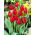 Tulipan Hollandia - GIGA paczka! - 250 szt.