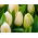 Tulipan Lemon Giant - GIGA paczka! - 250 szt.