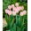Tulipan Douglas Baader - GIGA paczka! - 250 szt.