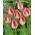 Tulipan Page Polka - GIGA paczka! - 250 szt.