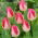 Tulipan Page Polka - GIGA paczka! - 250 szt.