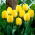 Tulipan Royal Elegance - GIGA paczka! - 250 szt.