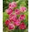 Tulipan Up Star - GIGA paczka! - 250 szt.
