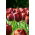 Tulipan Dom Pedro - GIGA paczka! - 250 szt.