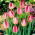 Tulipan Judith Leyster - GIGA paczka! - 250 szt.