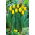 Tulipan Caractere - GIGA paczka! - 250 szt.