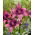 Lilia azjatycka - Purple Dream - GIGA paczka! - 50 szt.