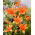 Lilia - Orange Summer - GIGA paczka! - 50 szt.
