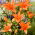 Lilia - Orange Summer - GIGA paczka! - 50 szt.
