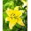 Lilia - Yellow Power - GIGA paczka! - 50 szt.