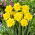 Narcyz Yellow Dream - 5 szt.