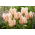 Tulipan Serano - 5 szt.