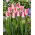 Tulipan Sweet Simone - GIGA paczka! - 250 szt.