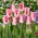 Tulipan Sweet Simone - GIGA paczka! - 250 szt.