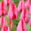 Tulipan Trick - 5 szt.