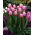 Tulipan Ollioules - 5 szt.