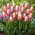 Tulipan Ollioules - duża paczka! - 50 szt.