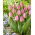 Tulipan Light Pink Prince - 5 szt.