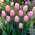 Tulipan jasnoróżowy - Light Pink - duża paczka! - 50 szt.