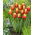 Tulipan Jan Seignette - GIGA paczka! - 250 szt.