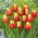 Tulipan Jan Seignette - 5 szt.