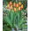 Tulipan World Peace - 5 szt.