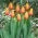 Tulipan World Peace - 5 szt.