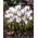 Krokus Blue Bird - 10 szt.