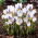 Krokus Blue Bird - 10 szt.