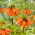Korona Cesarska - Orange Beauty