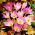 Zimowit - Colchicum giganteum - GIGA paczka! - 50 szt.