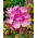 Zimowit - Colchicum speciosum - GIGA paczka! - 50 szt.
