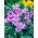 Bodziszek bulwiasty - Geranium tuberosum - 5 szt.