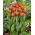 Tulipan Esta Bonita - 5 szt.