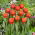 Tulipan Esta Bonita - 5 szt.