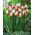 Tulipan Happy Generation - 5 szt.