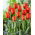 Tulipan Worlds Fire - 5 szt.