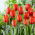 Tulipan Worlds Fire - 5 szt.